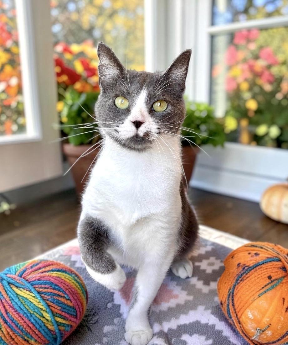 Enlarge Sasha, a Adoptable Domestic Short Hair in Perry, IA image 3/5