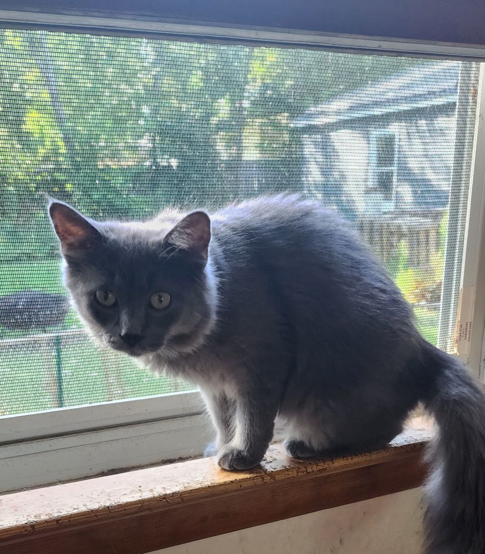 Ursa, a Adopted mixed breed in Vernon Hills, IL image 1/3