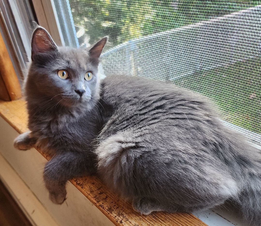 Ursa, a Adopted mixed breed in Vernon Hills, IL image 2/3