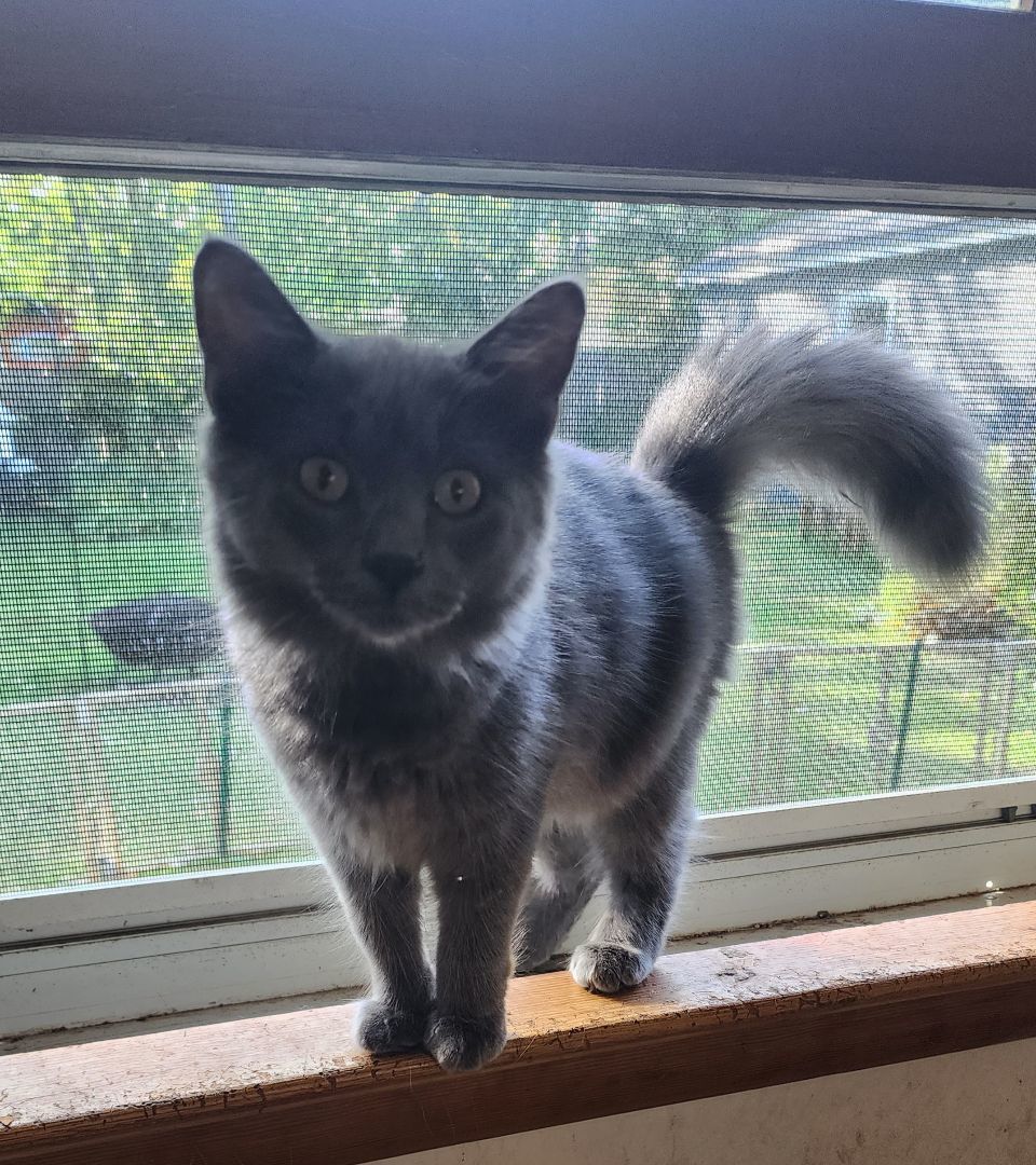 Ursa, a Adopted mixed breed in Vernon Hills, IL image 3/3