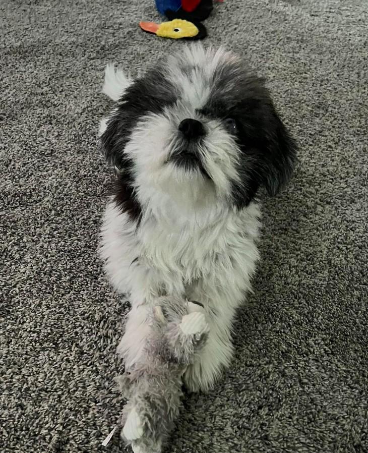 CUPCAKE, a Adoptable Shih Tzu in Lincoln, NE image 2/6