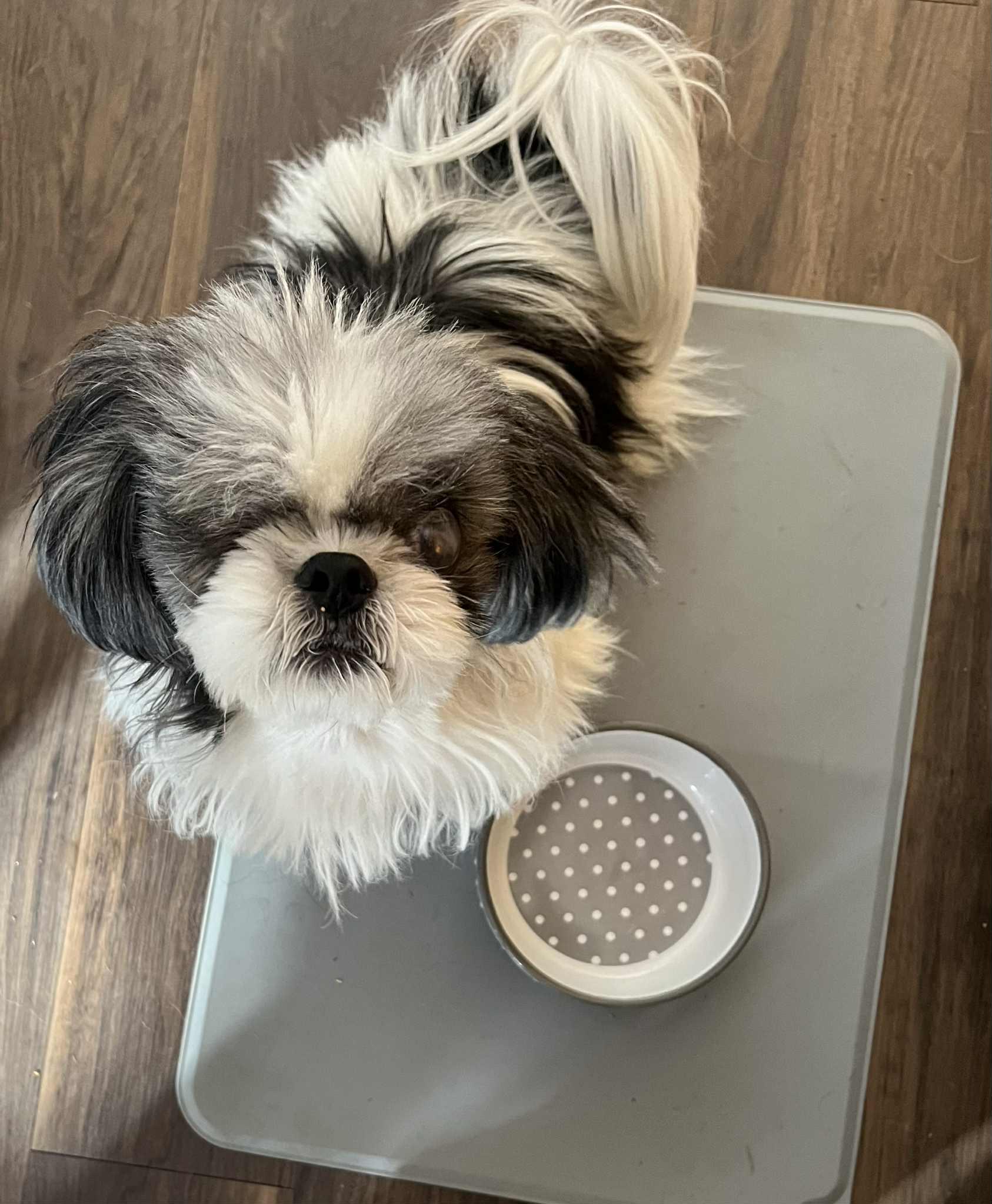 CUPCAKE, a Adoptable Shih Tzu in Lincoln, NE image 5/6