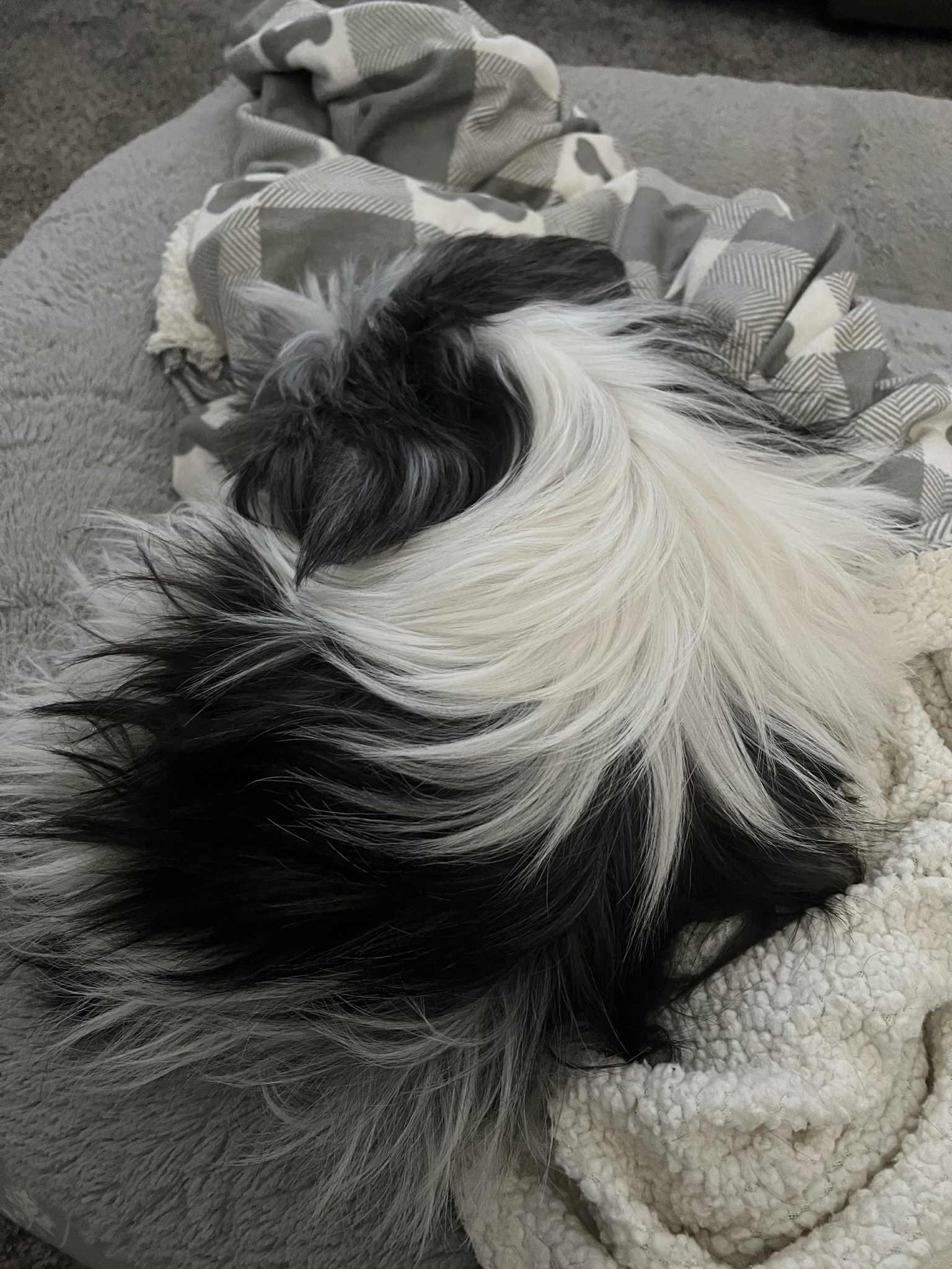 CUPCAKE, a Adoptable Shih Tzu in Lincoln, NE image 6/6