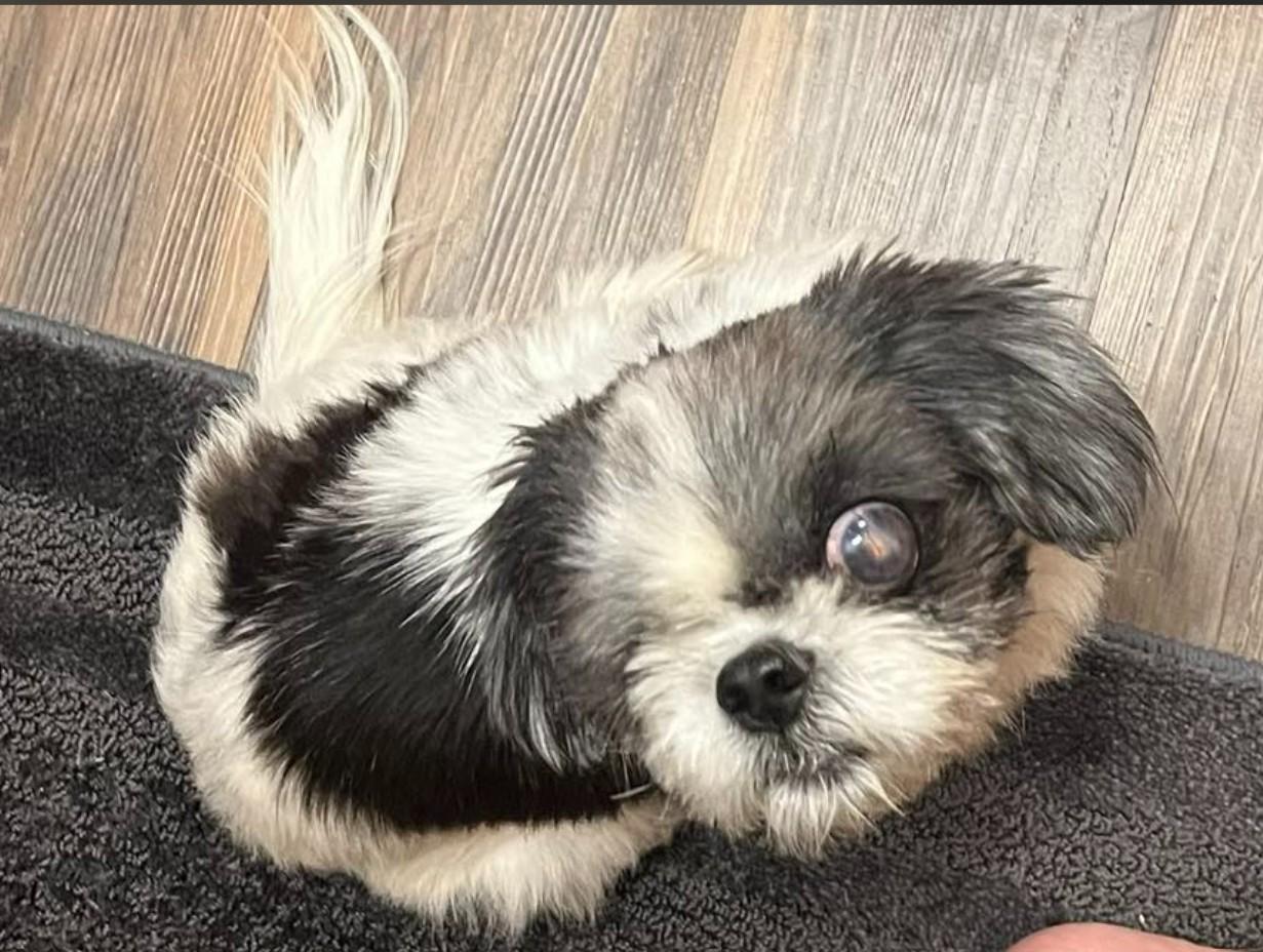 CUPCAKE, a Adoptable Shih Tzu in Lincoln, NE image 4/6