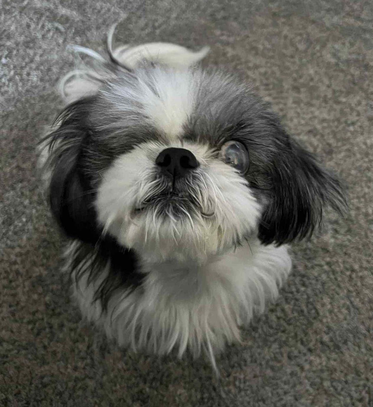 CUPCAKE, a Adoptable Shih Tzu in Lincoln, NE image 1/6