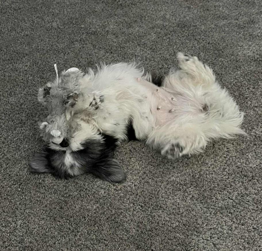 CUPCAKE, a Adoptable Shih Tzu in Lincoln, NE image 3/6