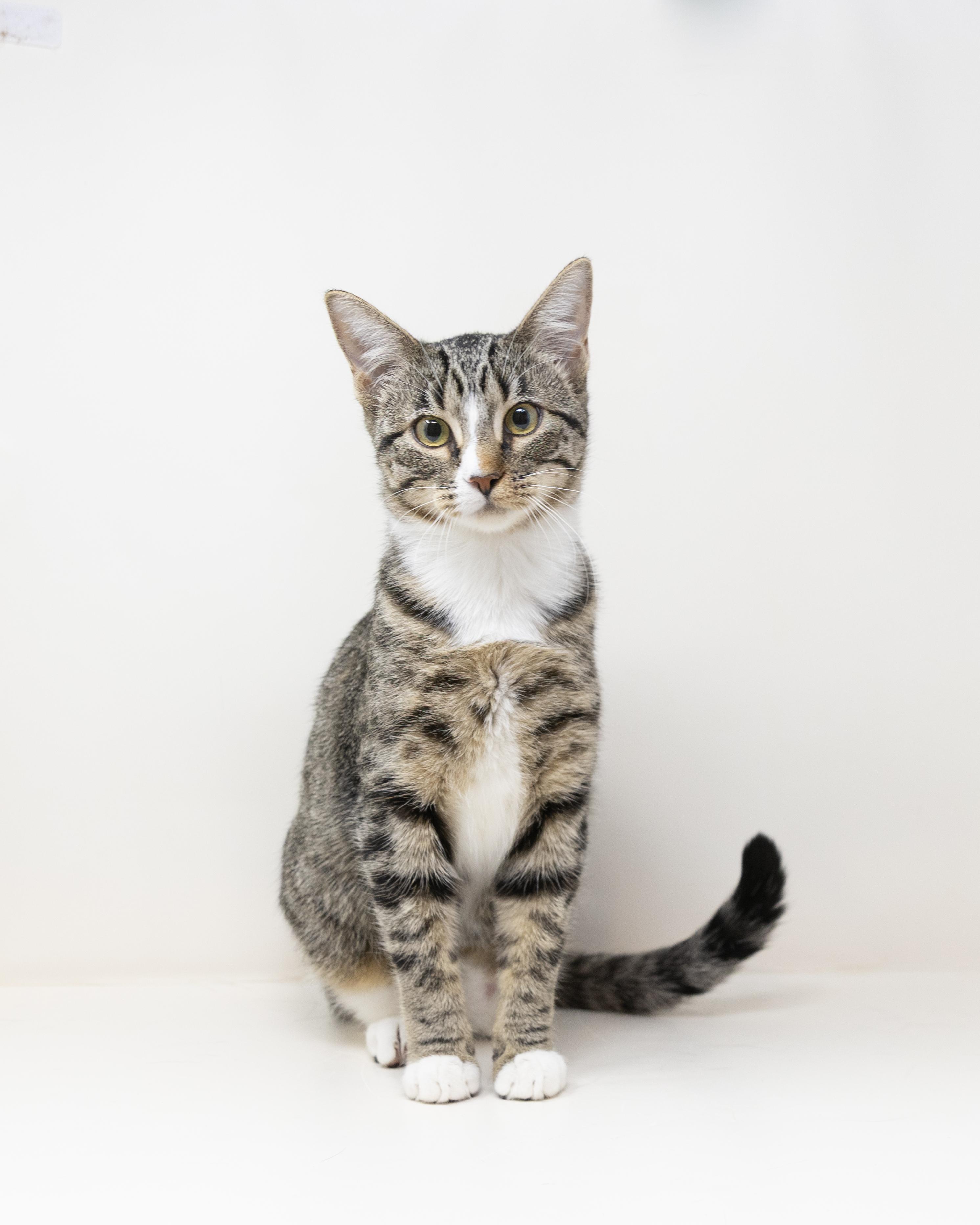 Cady, Adoptable, Young Female Tabby.