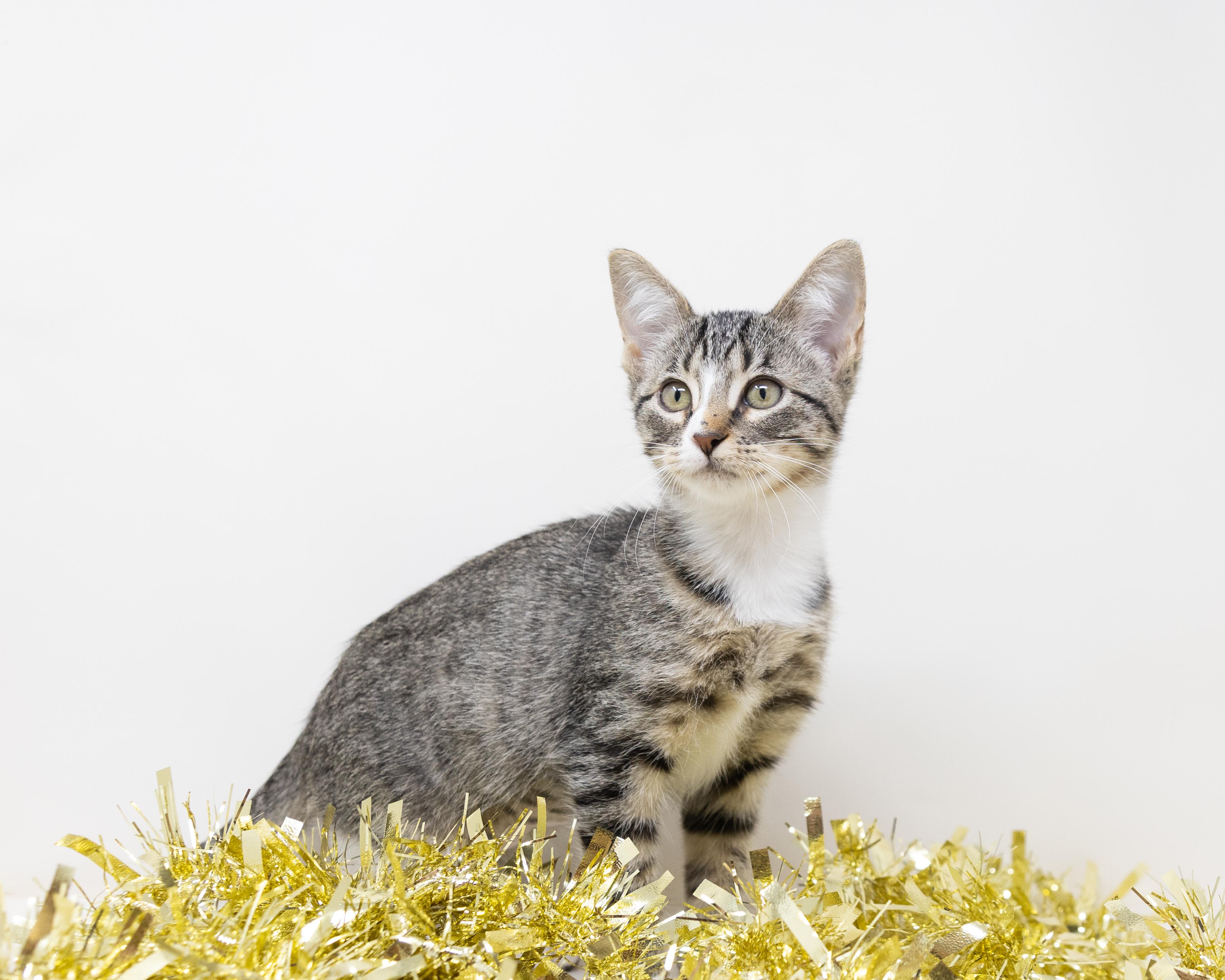 Enlarge Cady, a Adoptable Tabby in Trophy Club, TX image 2/6