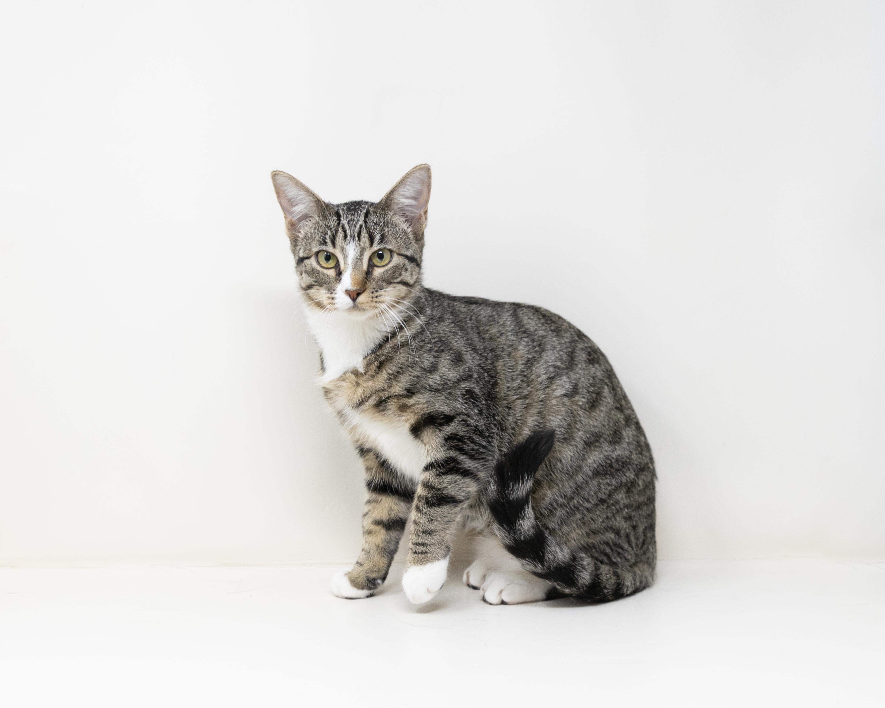 Enlarge Cady, a Adoptable Tabby in Trophy Club, TX image 3/6
