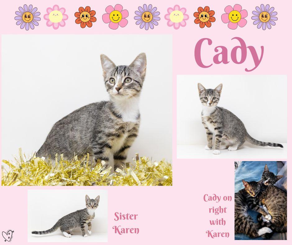 Enlarge Cady, a Adoptable Tabby in Trophy Club, TX image 6/6