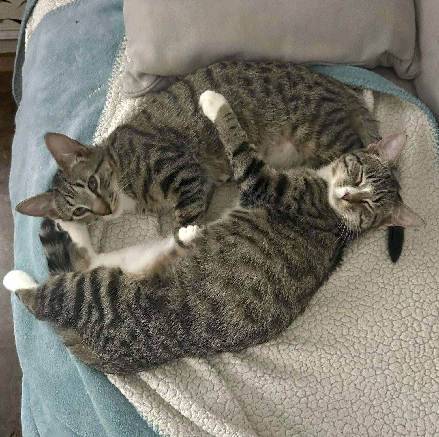 Enlarge Cady, a Adoptable Tabby in Trophy Club, TX image 6/6