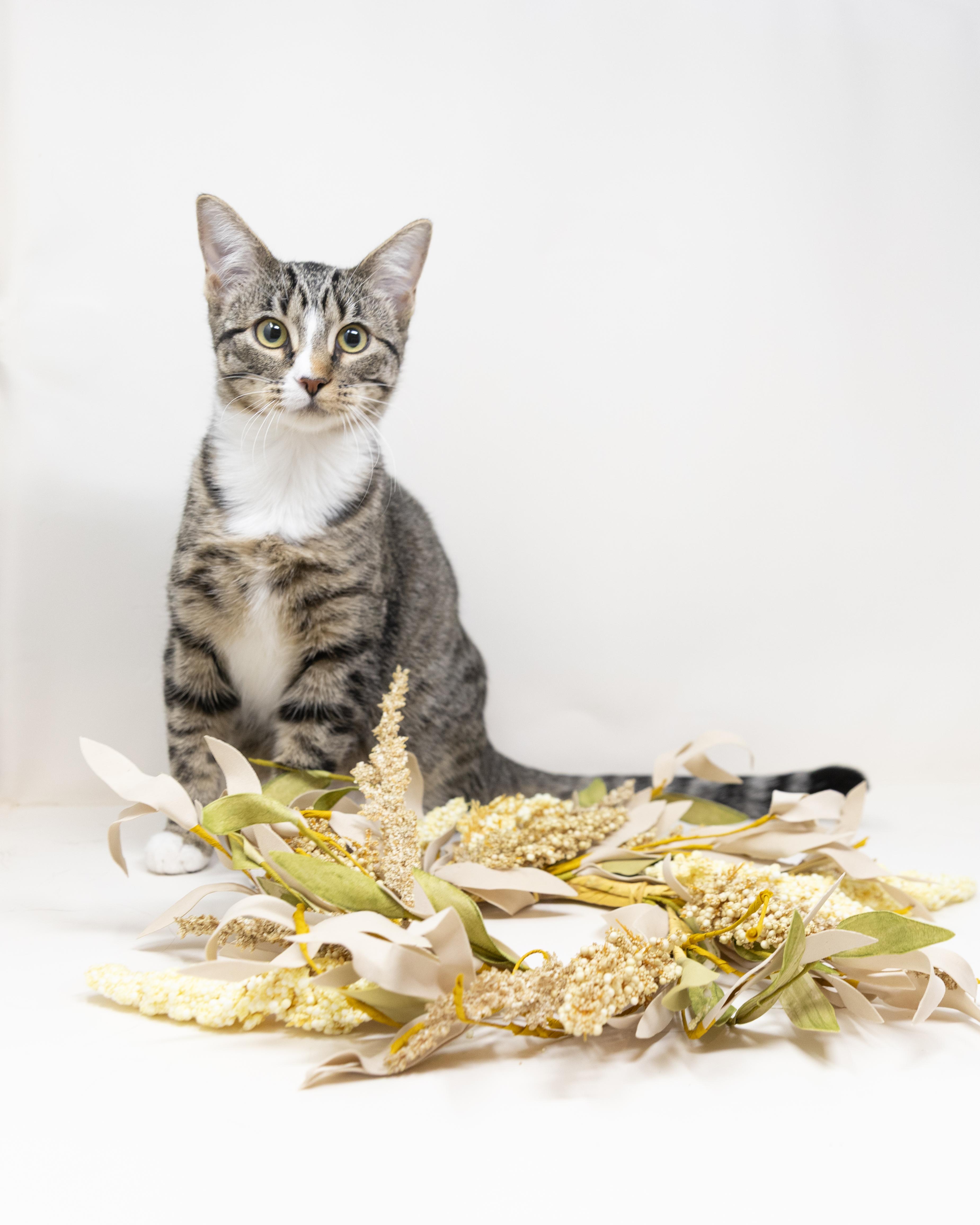 Enlarge Cady, a Adoptable Tabby in Trophy Club, TX image 2/6