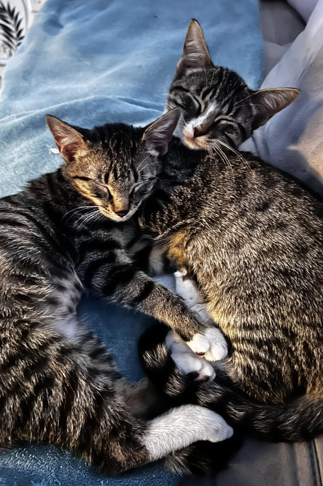 Enlarge Cady, a Adoptable Tabby in Trophy Club, TX image 5/6