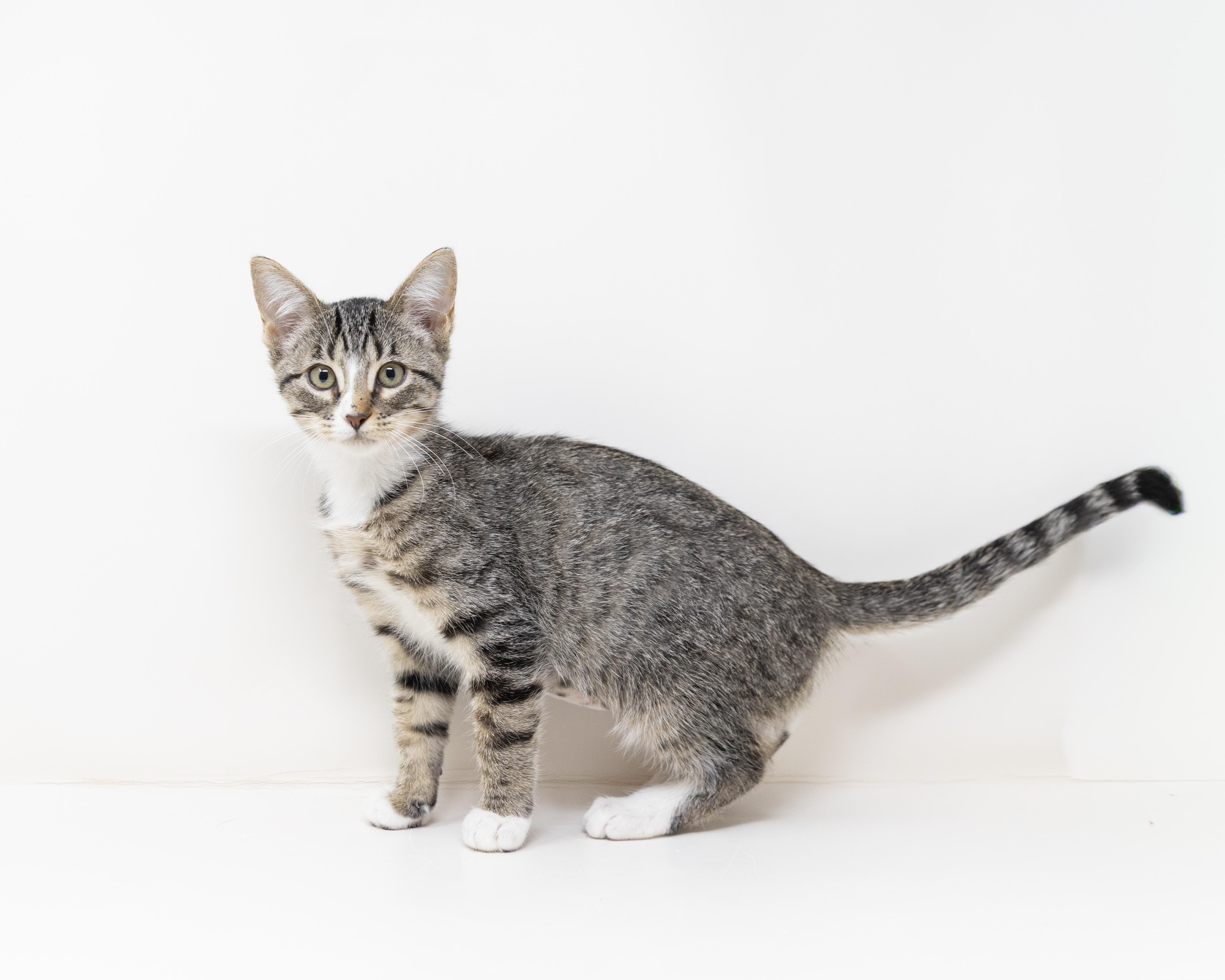 Cady, Adoptable, Young Female Tabby.