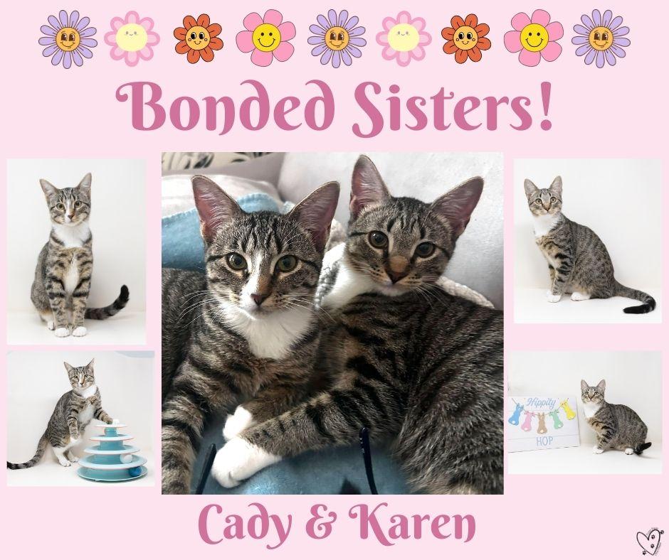 Enlarge Cady, a Adoptable Tabby in Trophy Club, TX image 5/6