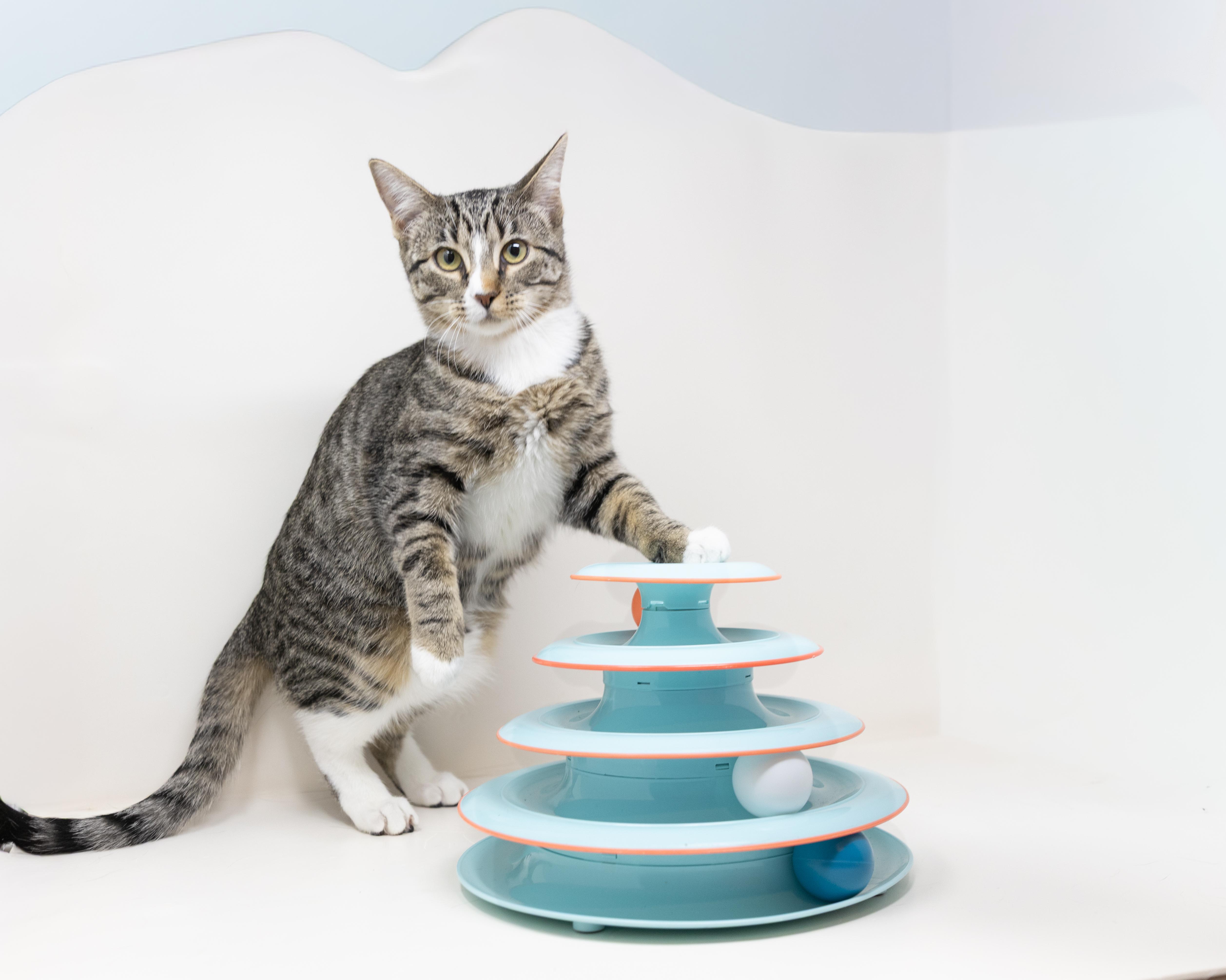 Enlarge Cady, a Adoptable Tabby in Trophy Club, TX image 4/6