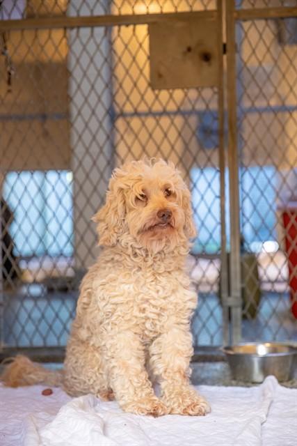 MANCHEGO, Adoptable, Adult Female Poodle & Portuguese Water Dog.