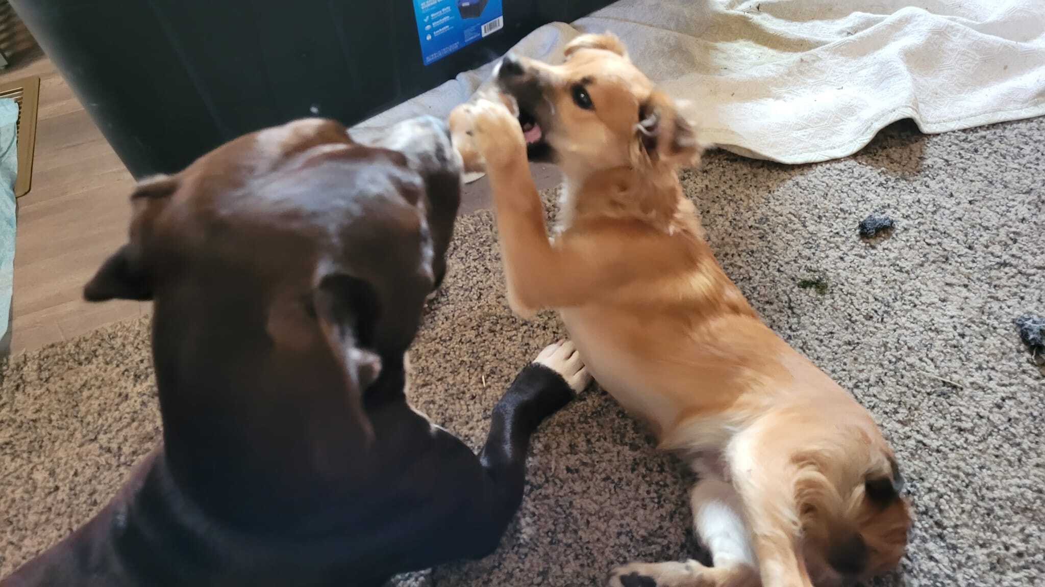 Bodhi, a Adopted mixed breed in Lodi, CA image 1/12