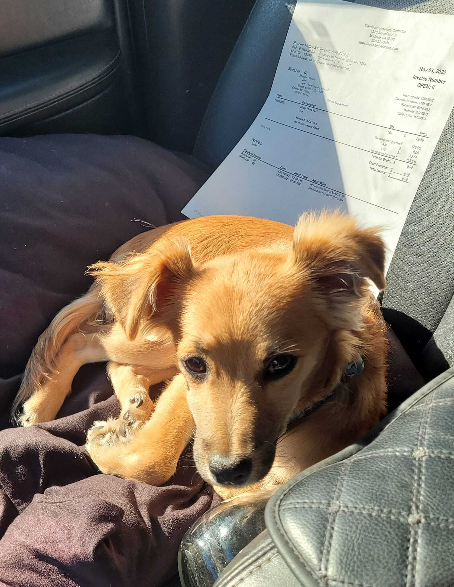 Bodhi, a Adopted mixed breed in Lodi, CA image 2/12