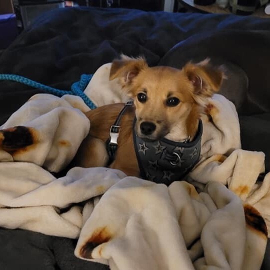 Bodhi, a Adopted mixed breed in Lodi, CA image 3/12