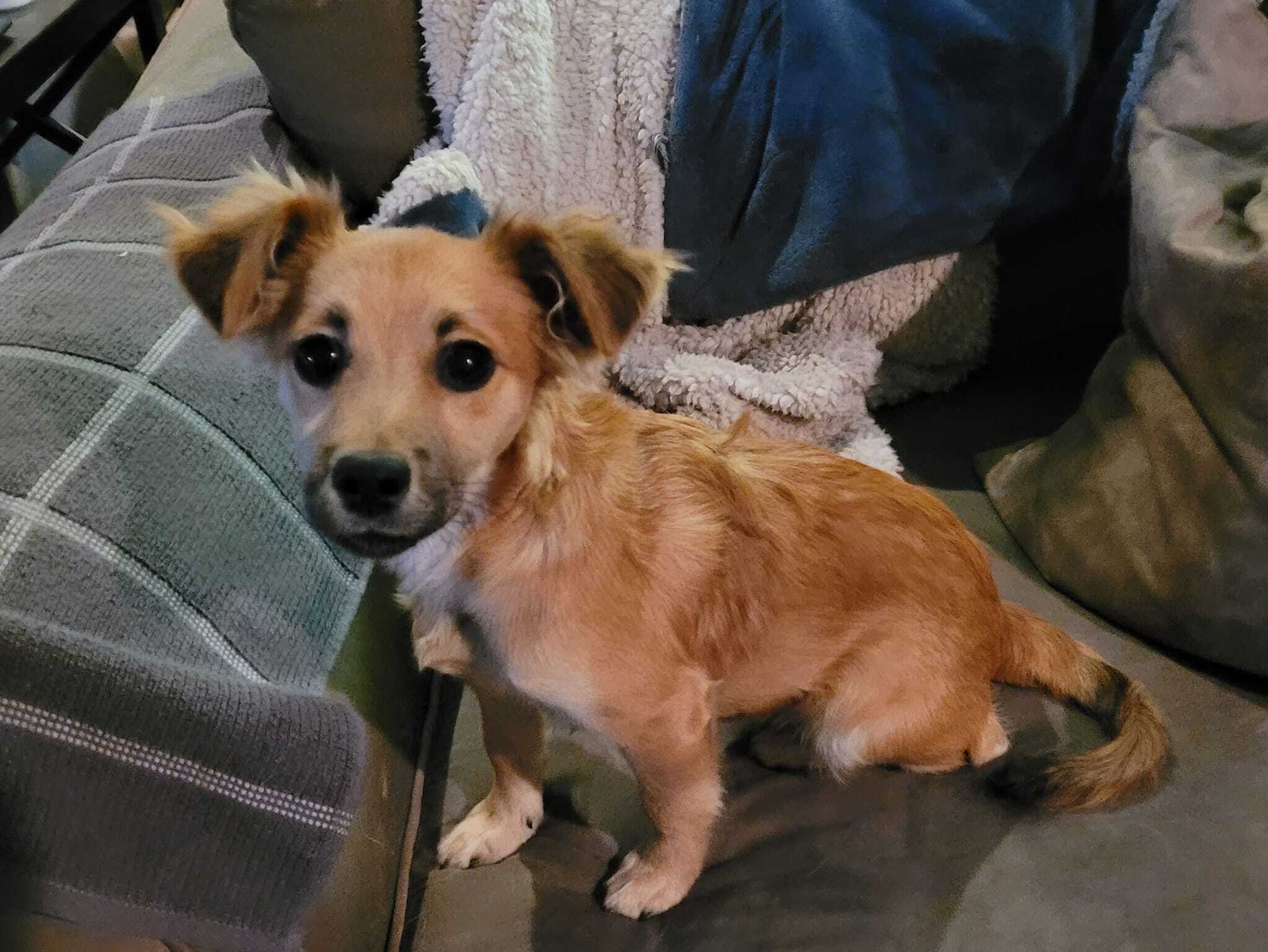 Bodhi, a Adopted mixed breed in Lodi, CA image 4/12