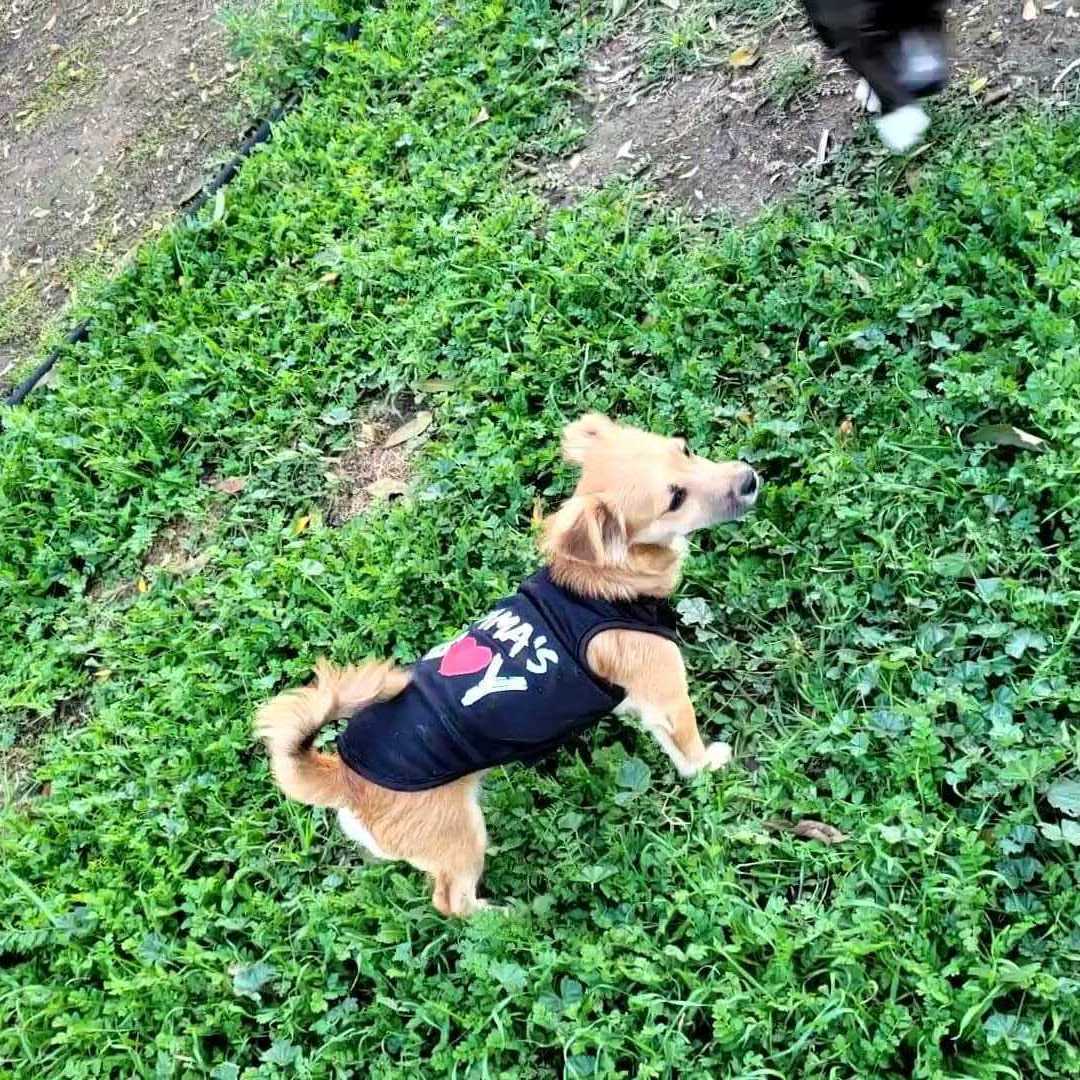 Bodhi, a Adopted mixed breed in Lodi, CA image 5/12