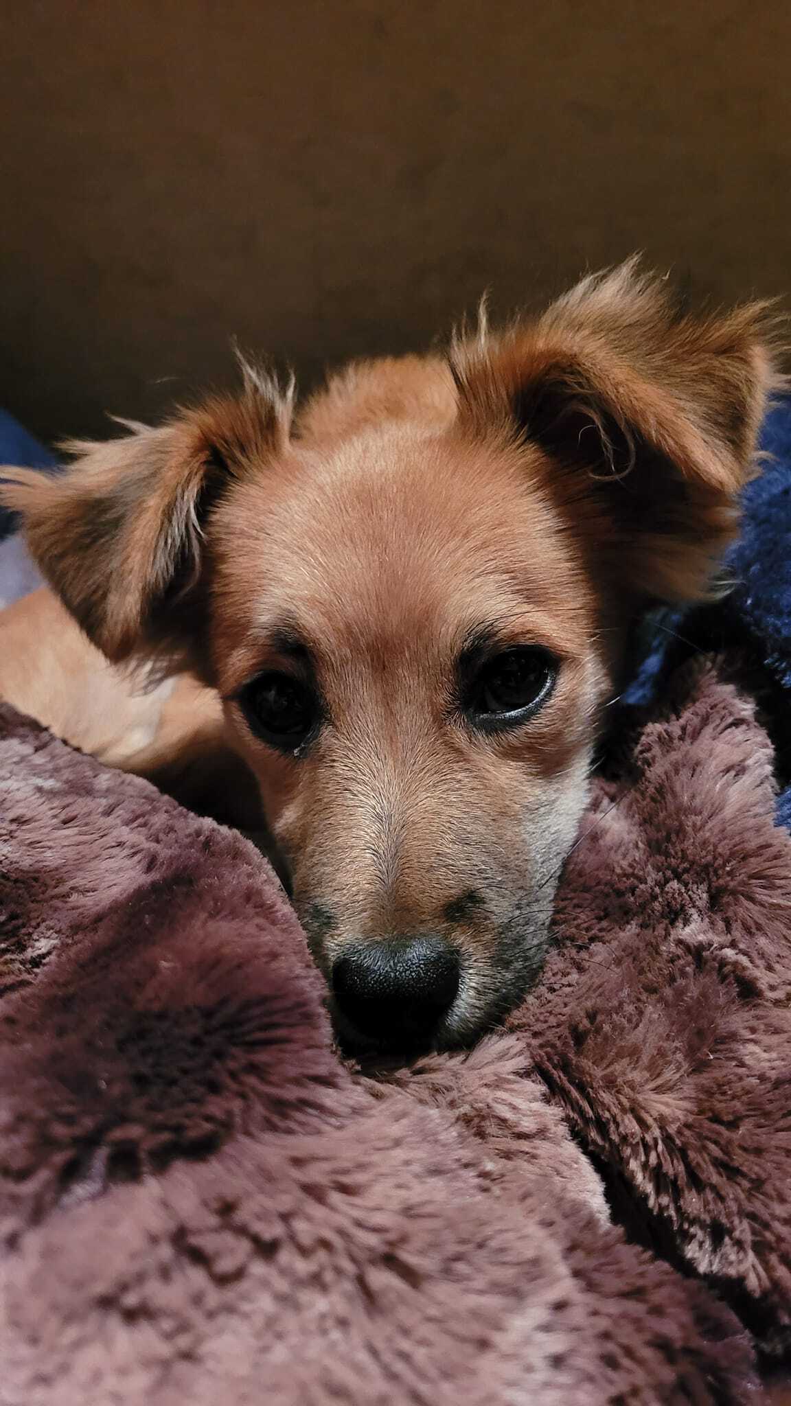 Bodhi, a Adopted mixed breed in Lodi, CA image 6/12