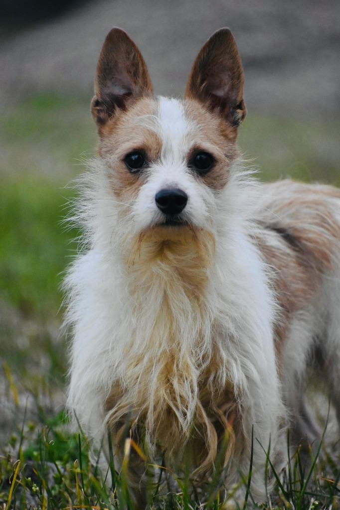 Douglas