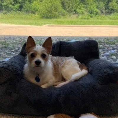 Douglas, an adoptable mixed breed in Tyler, TX image 2/6