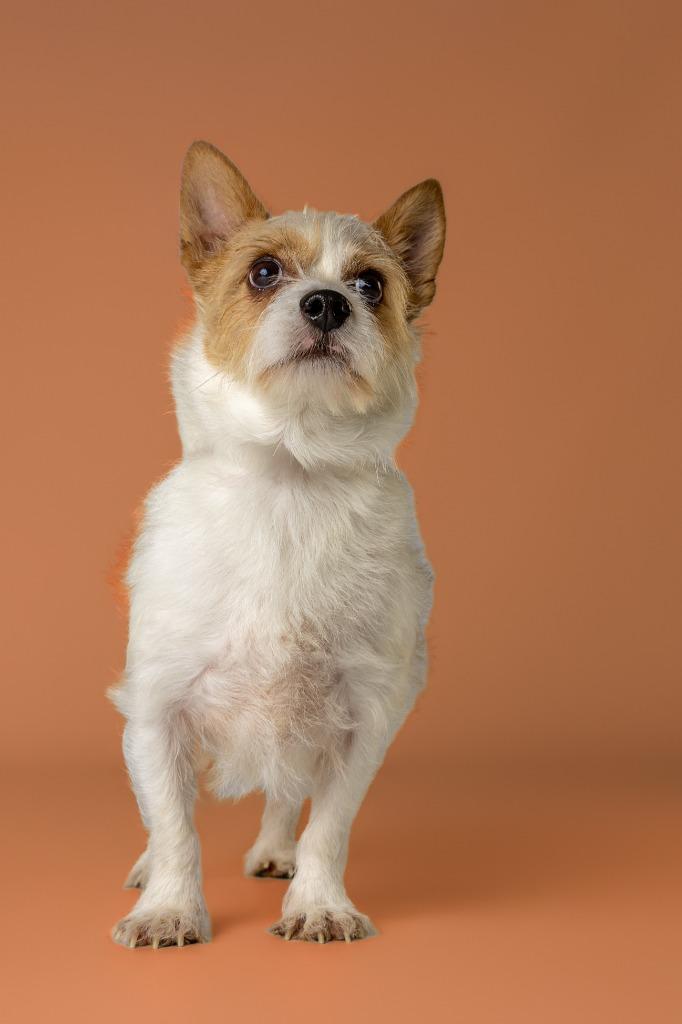 Douglas, an adoptable mixed breed in Tyler, TX image 4/6