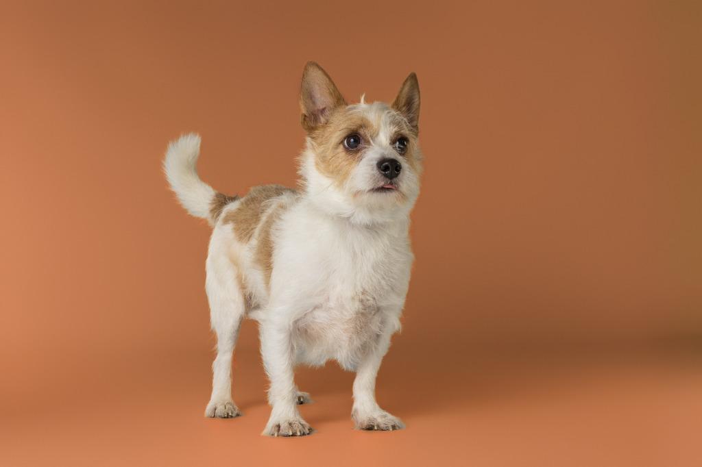 Douglas, an adoptable mixed breed in Tyler, TX image 6/6