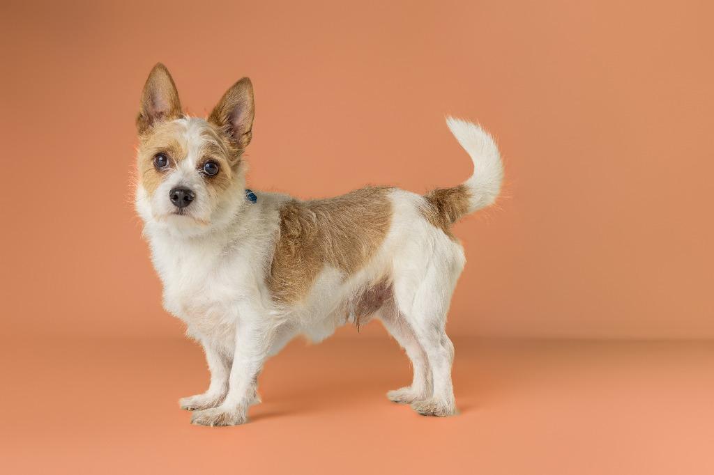 Douglas, an adoptable mixed breed in Tyler, TX image 1/6