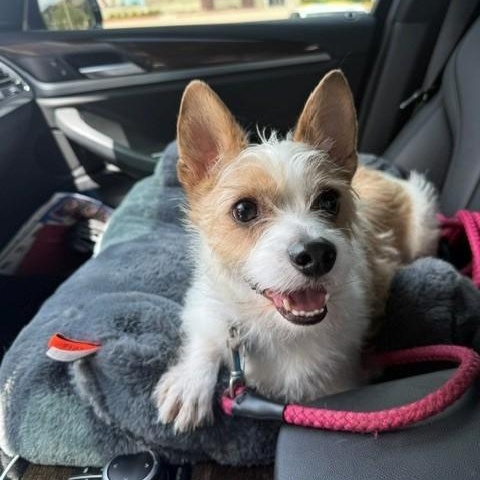 Douglas, an adoptable mixed breed in Tyler, TX image 3/6
