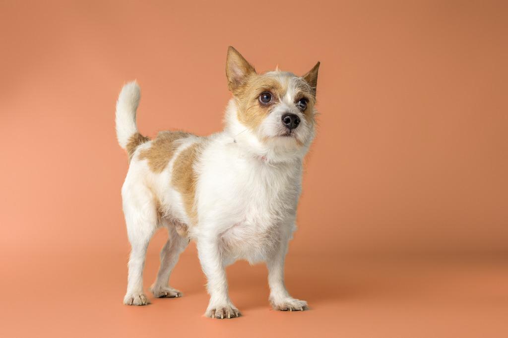 Douglas, an adoptable mixed breed in Tyler, TX image 5/6
