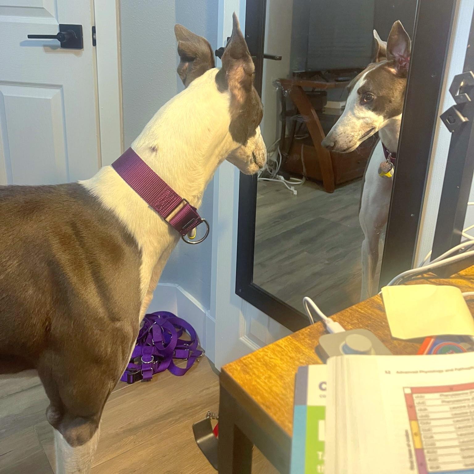 Sebastian, Adoptable, Adult Male Greyhound.