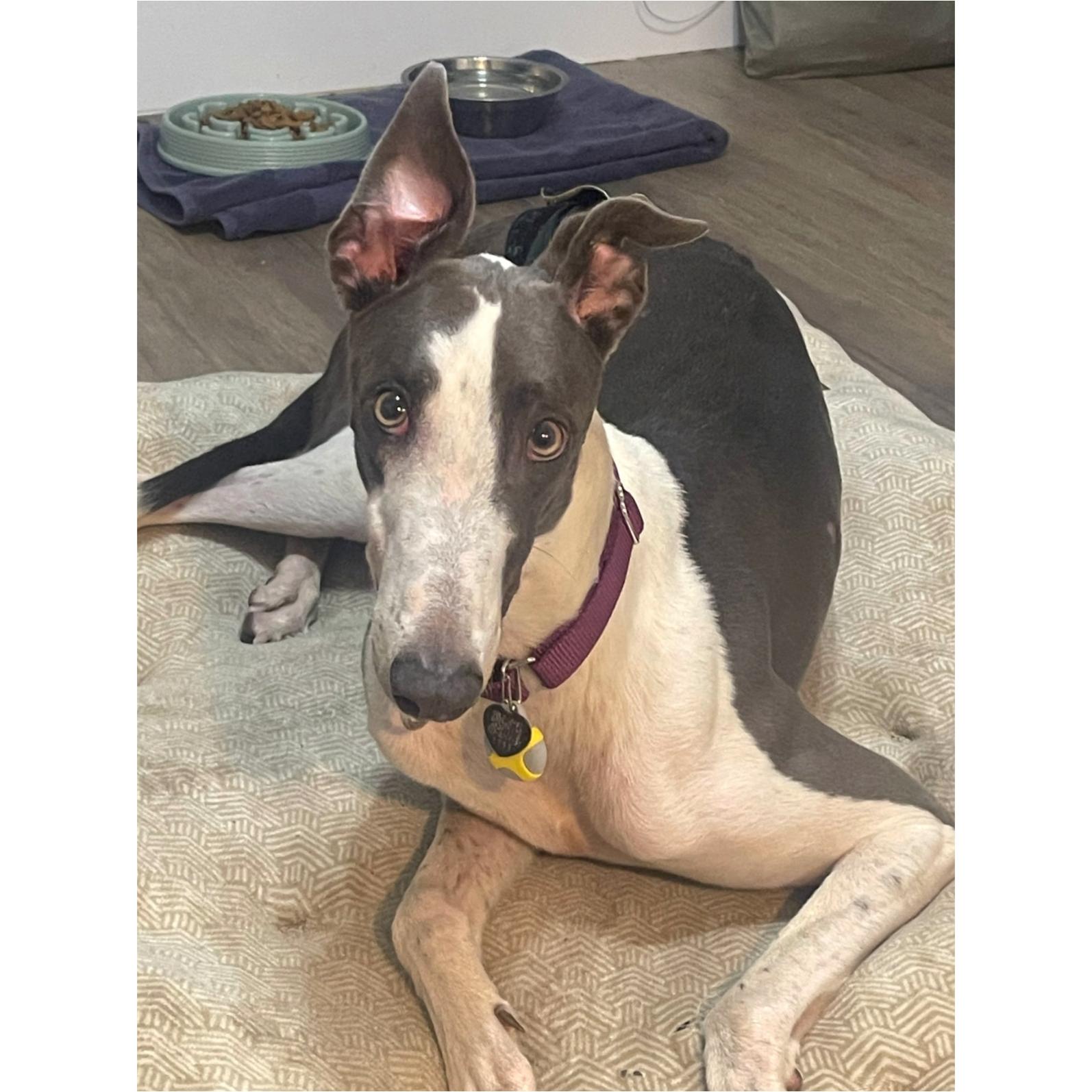 Enlarge Sebastian, a Adoptable Greyhound in Tarpon Springs, FL image 2/3