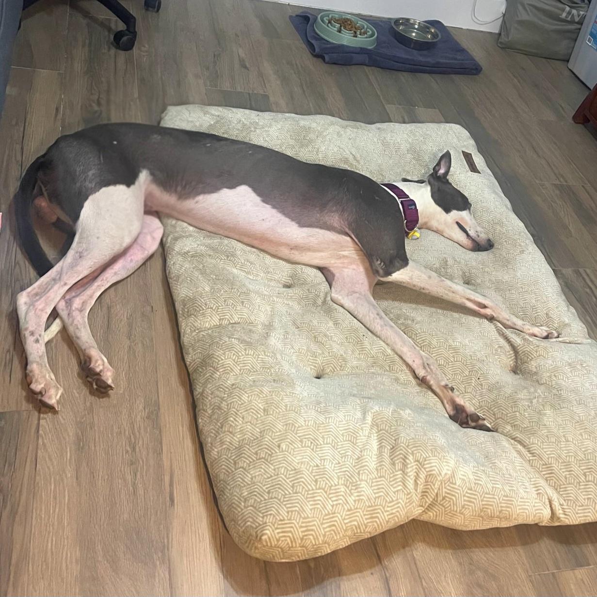 Enlarge Sebastian, a Adoptable Greyhound in Tarpon Springs, FL image 3/3