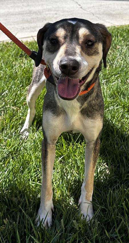 Delphinia, a Adoptable Hound in Thomasville, NC image 1/3