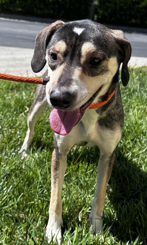 Delphinia, Adoptable, Adult Female Hound.