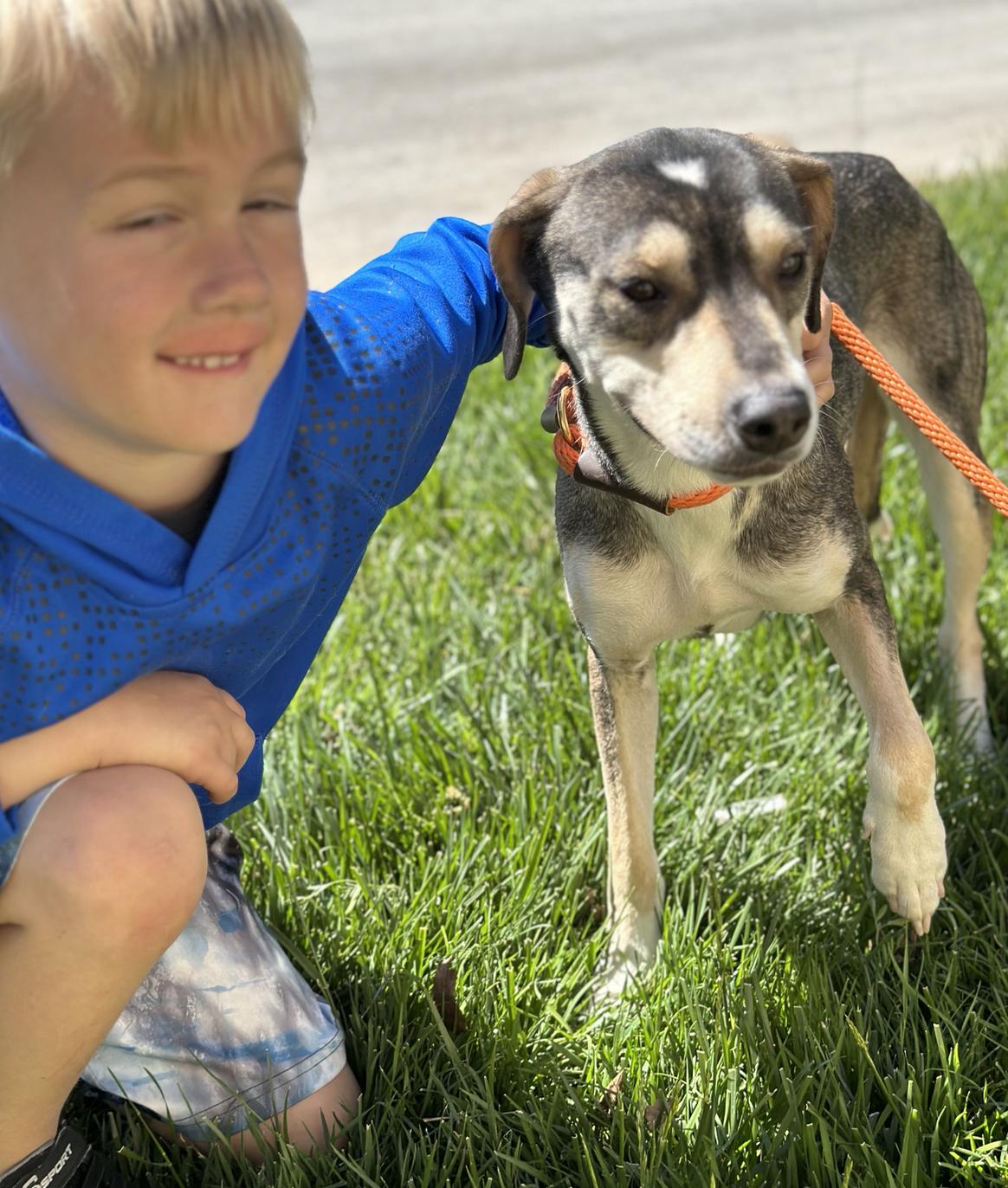 Delphinia, a Adoptable Hound in Thomasville, NC image 3/3