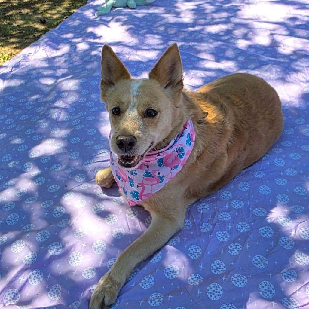 Duke, Adoptable, Adult Female Mixed Breed.