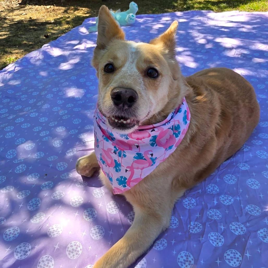 Enlarge Duke, a Adoptable Mixed Breed in Gadsden, AL image 2/6