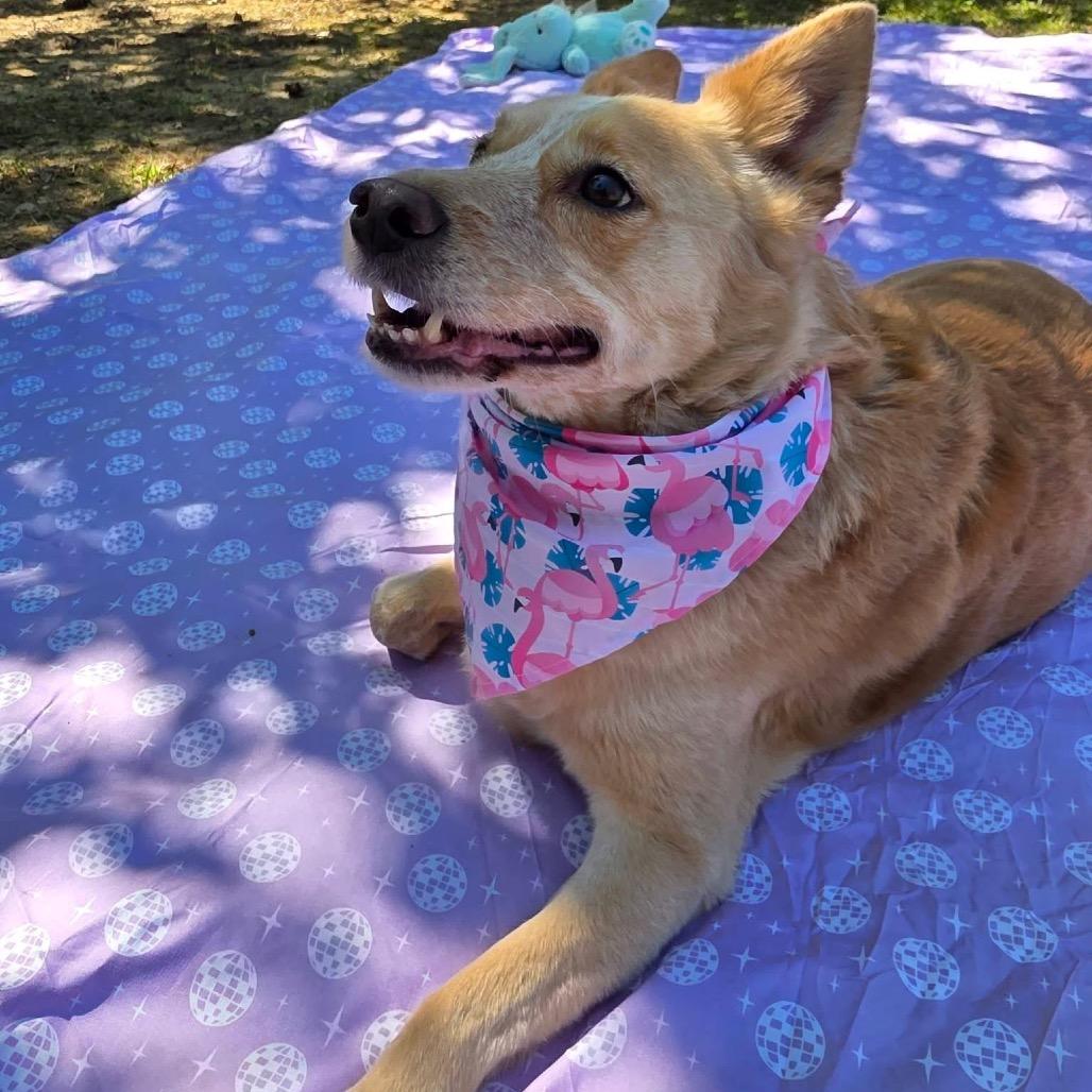 Enlarge Duke, a Adoptable Mixed Breed in Gadsden, AL image 3/6