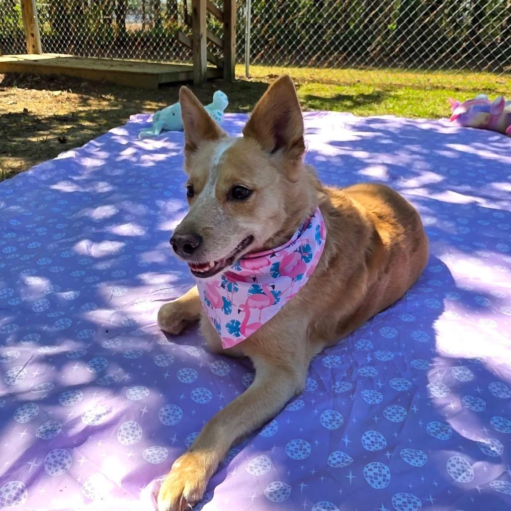 Enlarge Duke, a Adoptable Mixed Breed in Gadsden, AL image 4/6