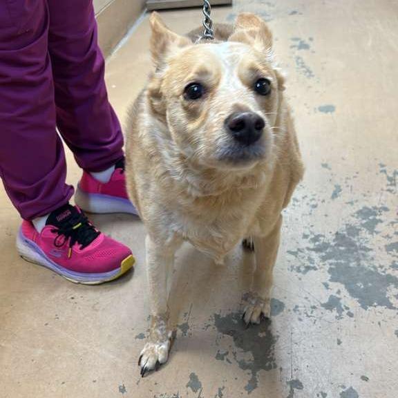 Enlarge Duke, a Adoptable Mixed Breed in Gadsden, AL image 5/6