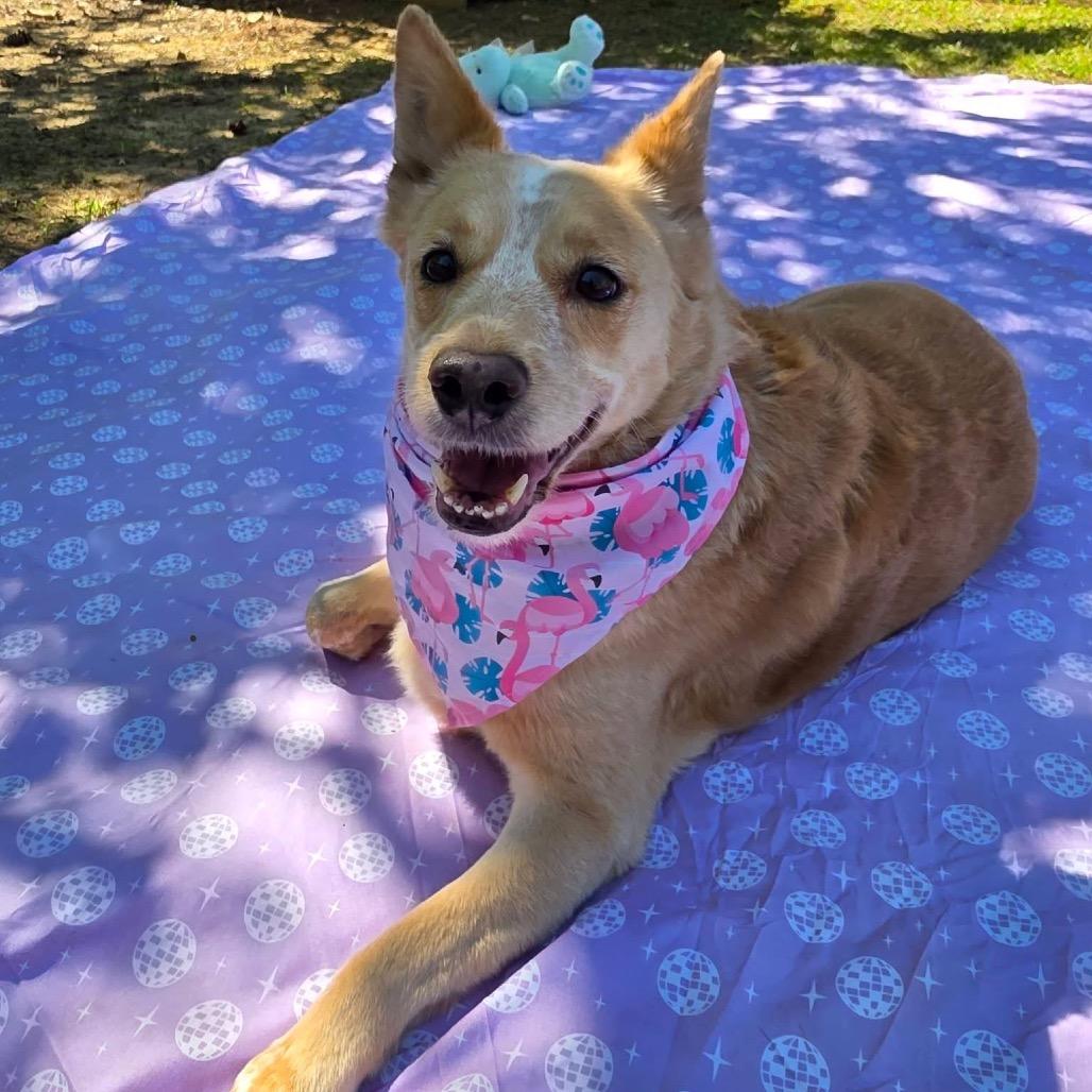 Enlarge Duke, a Adoptable Mixed Breed in Gadsden, AL image 6/6