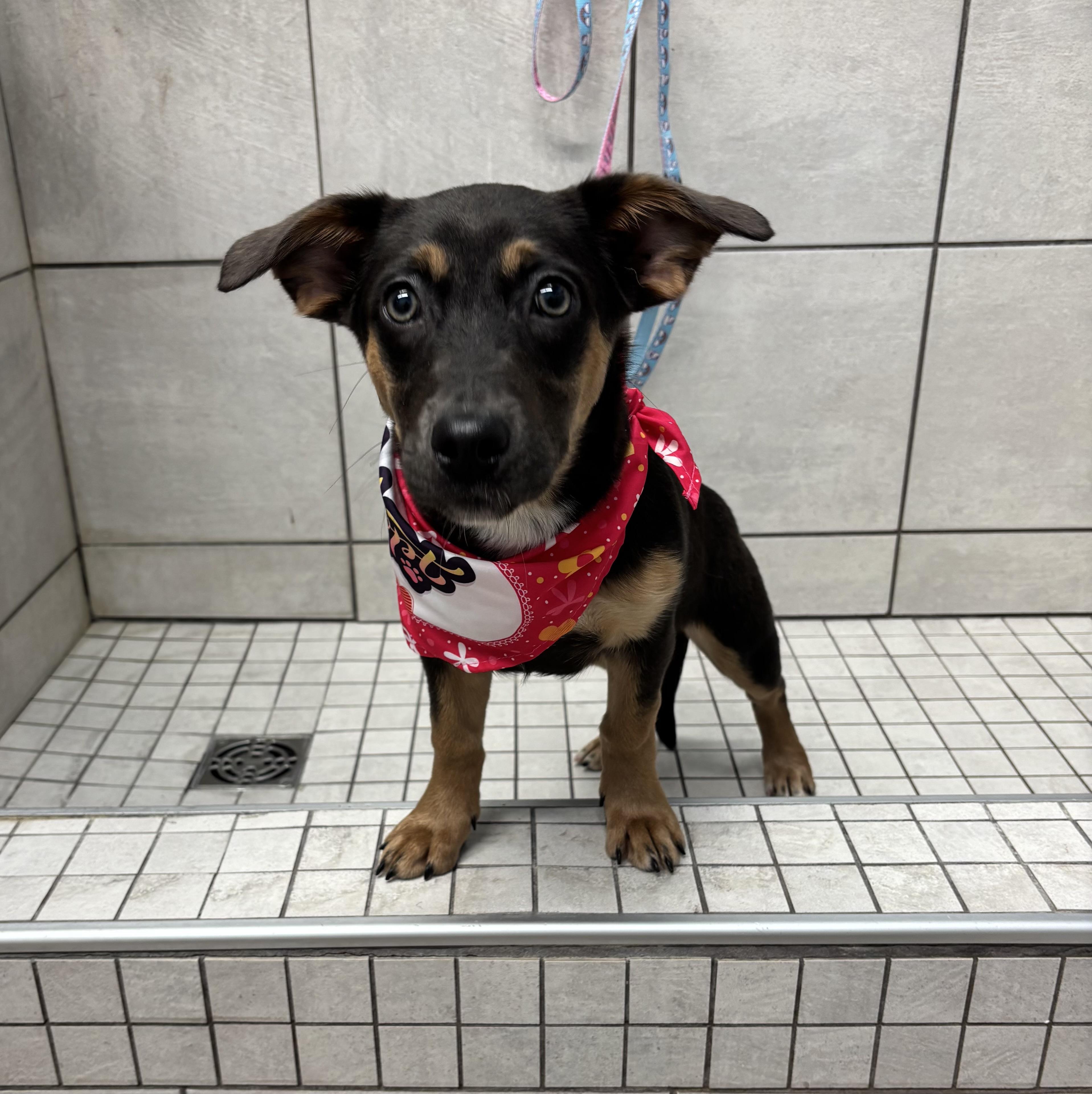 Enlarge Bella , a ADOPTABLE mixed breed in White Lake, MI image 4/4