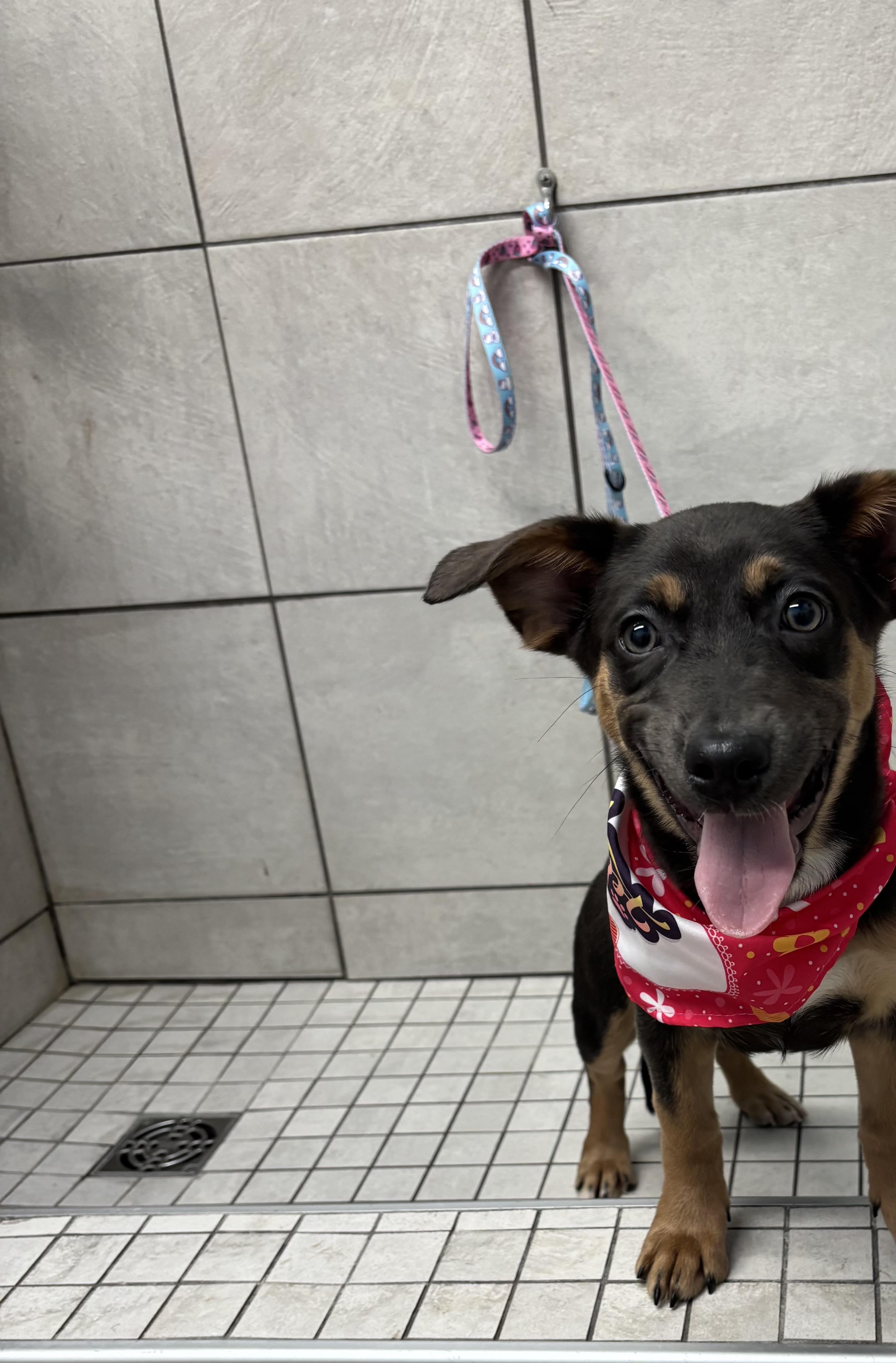 Enlarge Bella , a ADOPTABLE mixed breed in White Lake, MI image 3/4