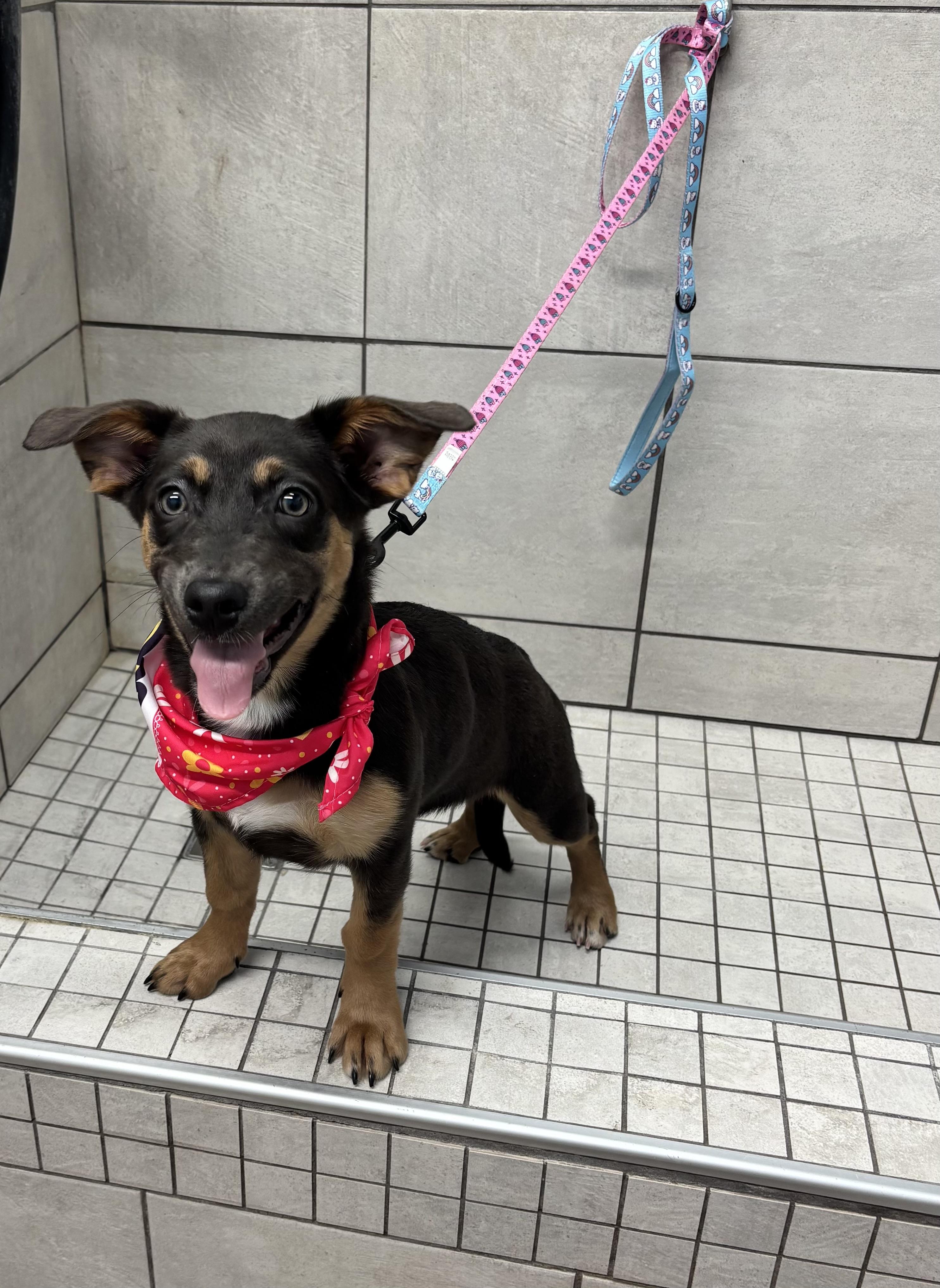 Enlarge Bella , a ADOPTABLE mixed breed in White Lake, MI image 1/4