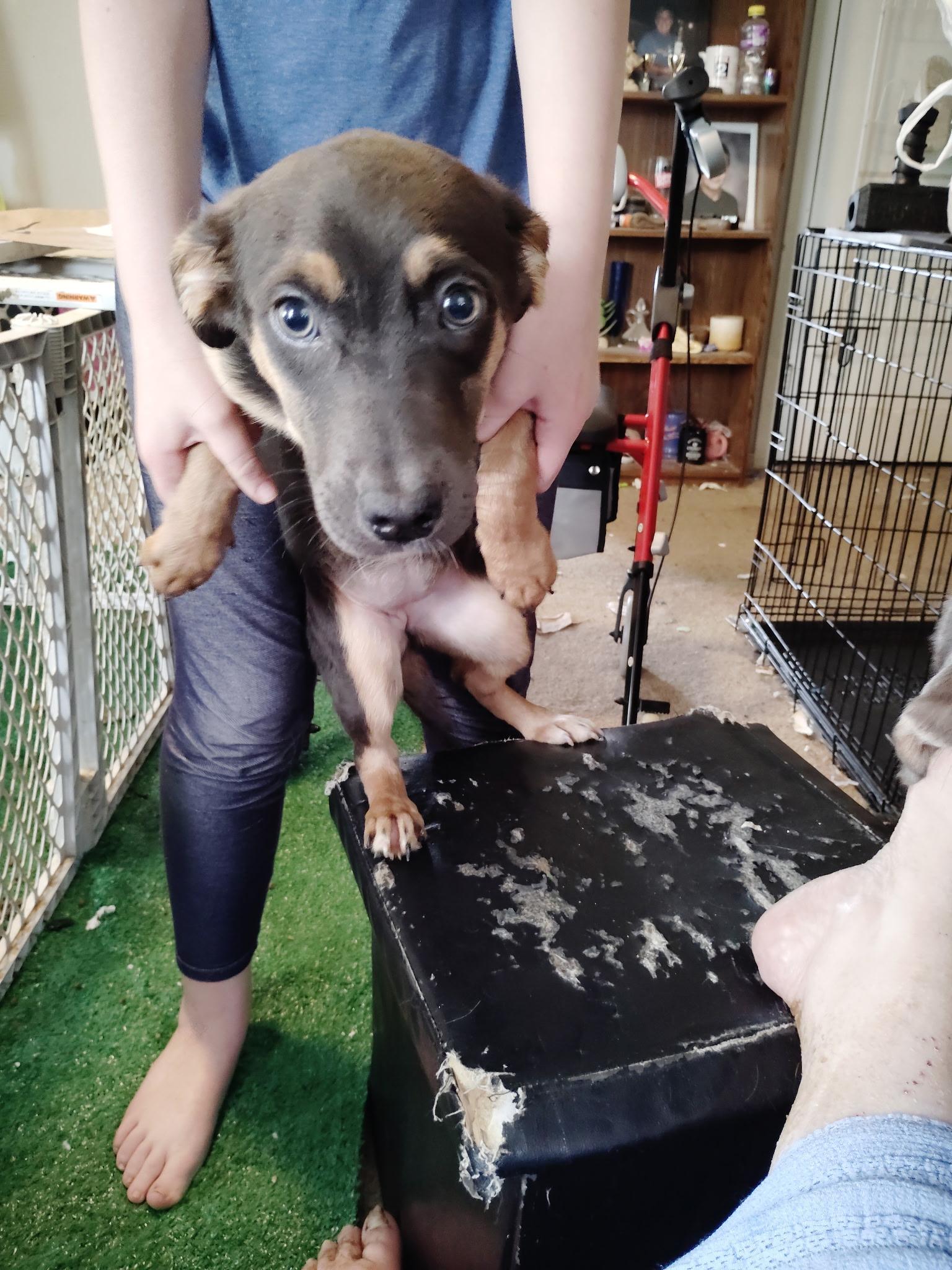 Enlarge Bella , a ADOPTABLE mixed breed in White Lake, MI image 2/4